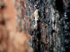 Stenolemus bituberus