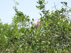 Canavalia bonariensis