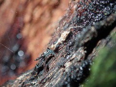 Stenolemus bituberus