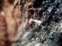 Stenolemus bituberus