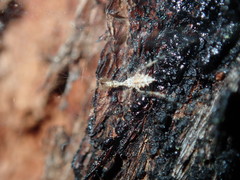 Stenolemus bituberus