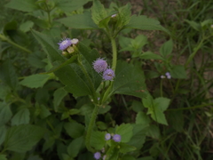 Praxelis clematidea