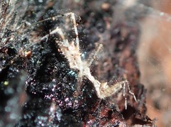 Stenolemus bituberus