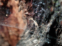 Stenolemus bituberus