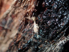 Stenolemus bituberus