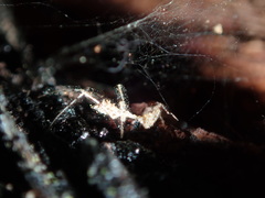 Stenolemus bituberus