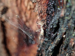 Stenolemus bituberus