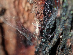 Stenolemus bituberus