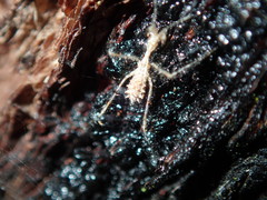 Stenolemus bituberus