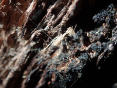 Stenolemus bituberus