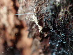 Stenolemus bituberus