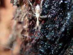 Stenolemus bituberus