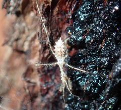 Stenolemus bituberus