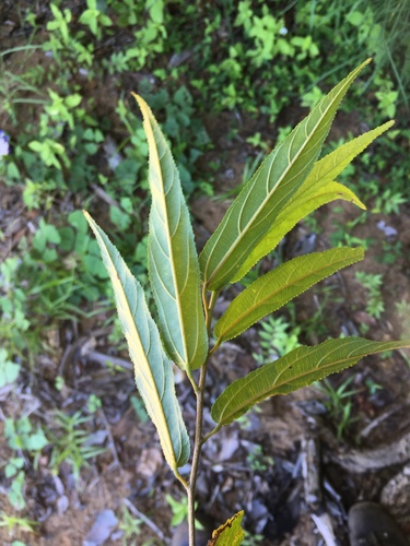 Grewia madagascariensis image