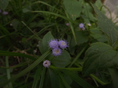 Praxelis clematidea