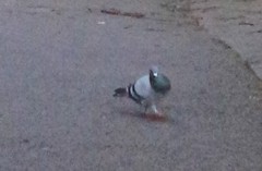 Columba livia domestica