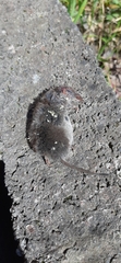 Crocidura pachyura
