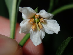 Solanum pseudocapsicum