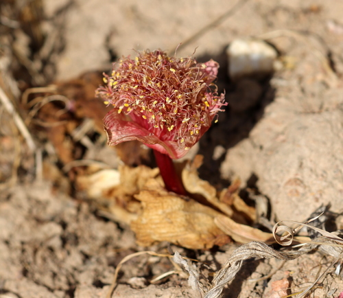 Haemanthus sanguineus