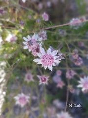 Actinotus forsythii