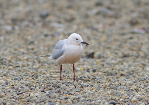 Slender-billed Gull｜细嘴鸥 参考照片