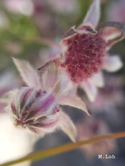 Actinotus forsythii