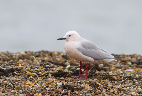 Foto de Slender-billed Gull