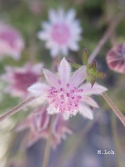 Actinotus forsythii