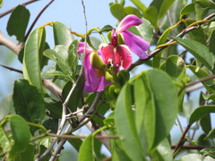 Canavalia bonariensis