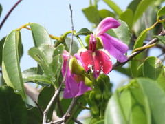 Canavalia bonariensis