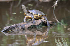 Trachemys grayi
