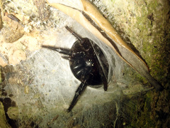 Porrhothele antipodiana