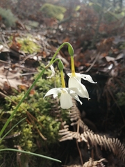 Narcissus triandrus