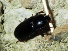 Uloma tenebrionoides