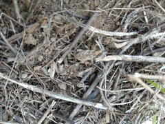 Coniocleonus excoriatus