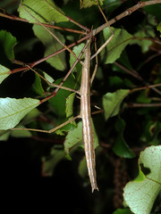 Hemipachymorphini