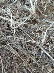 Coniocleonus excoriatus