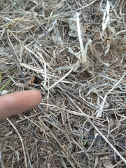 Coniocleonus excoriatus