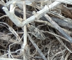 Coniocleonus excoriatus