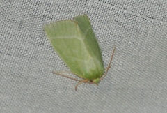 Chloephorinae