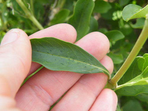 Image of Pavetta gardeniifolia by (c) Antoinette Eyssell Knox, some rights reserved (CC BY-SA)