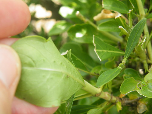 Image of Pavetta gardeniifolia by (c) Antoinette Eyssell Knox, some rights reserved (CC BY-SA)
