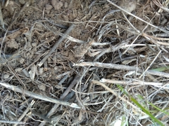 Coniocleonus excoriatus