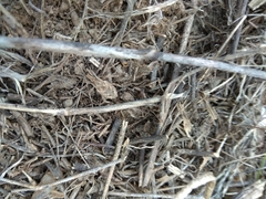 Coniocleonus excoriatus