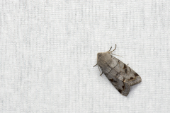Orthosia perfusca