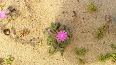 Silene littorea