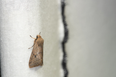 Orthosia lushana