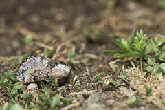 Cosmotriche discitincta