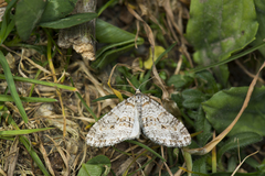 Trichopteryx fastuosa