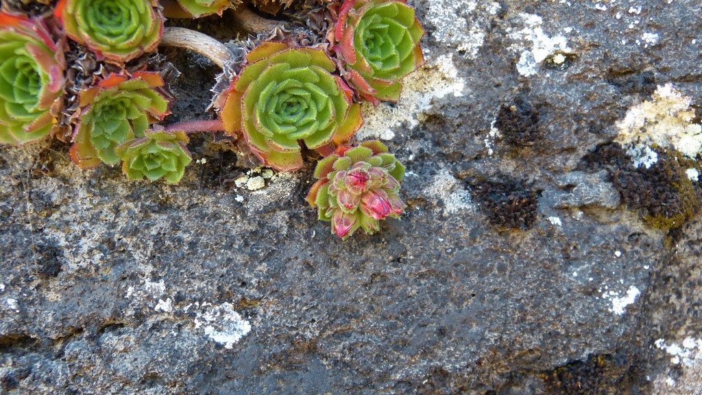 Afrovivella